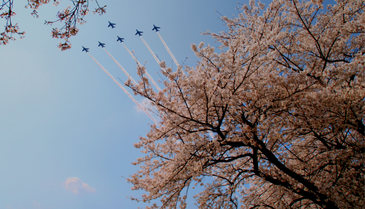 ブルーインパルスと桜の木の画像