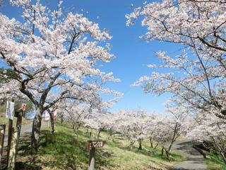 滝山公園の画像01